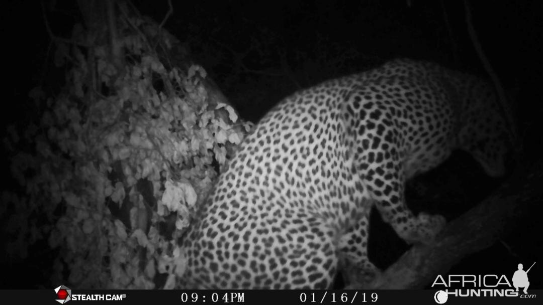 Zimbabwe Trail Cam Pictures Leopard