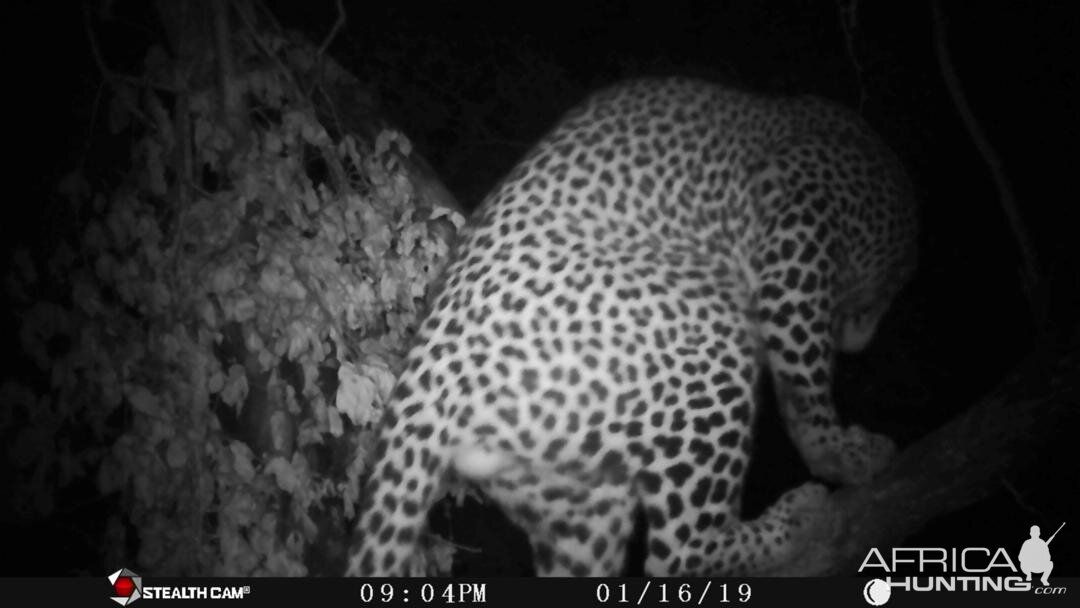 Zimbabwe Trial Cam Pictures Leopard