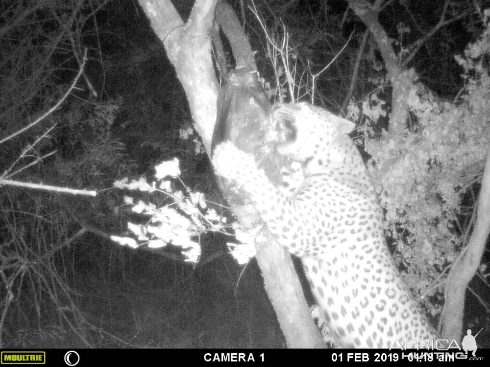 Zimbabwe Trial Cam Pictures Leopard